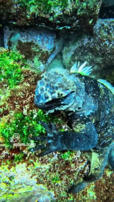 Marine Iguana & Turtle feeding underwater