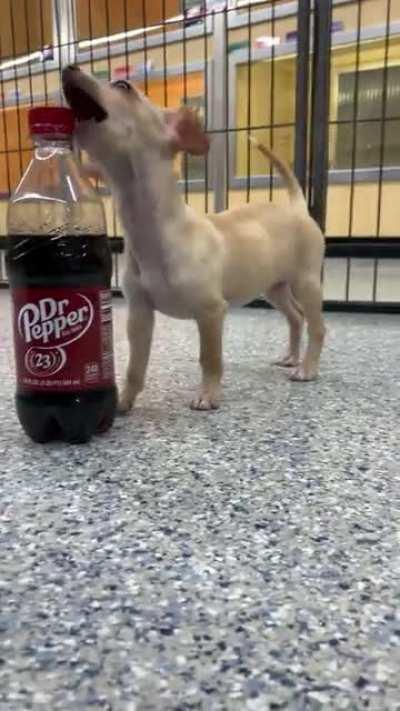 Little Chiweenie at my old job, Dr Pepper for scale