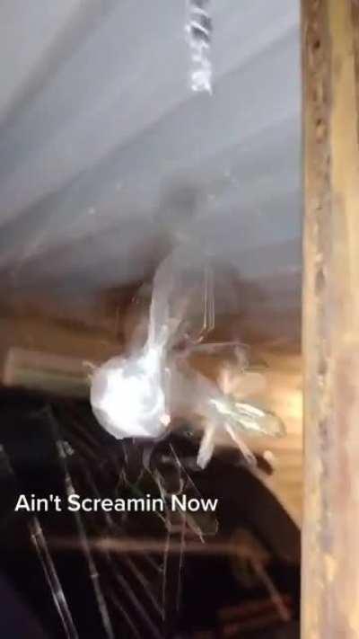 ain't screaming now: