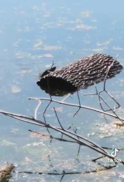 My turtle people need me