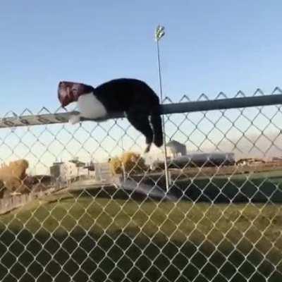 Cat plays a 🔥 beat