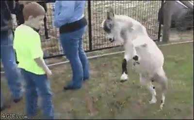 Hitgoat gets a running start on a clueless child