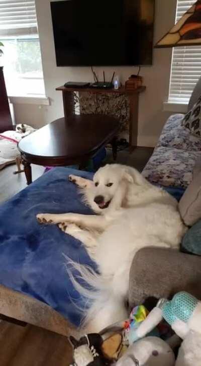 Why does my dog pick fights with his own feet when he's got the zoomies?