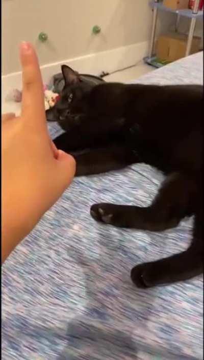 Cat vs Finger