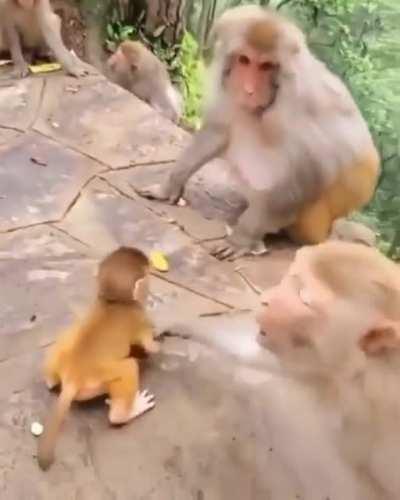🔥 Mama to the rescue! Baby monkey gets shoved by an adult monkey.