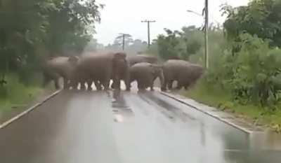 Elephant uses a learned gesture to thank a human for letting the herd cross safely.