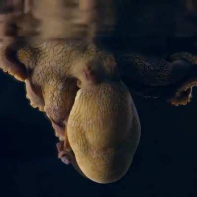 Heidi the Octopus, changing colors in her sleep