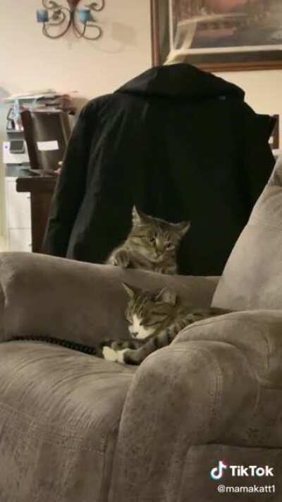 The greatest failure in cat tap history