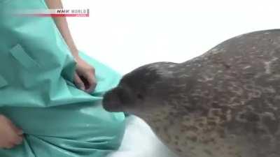 Seals are derpy, chonky and squishy