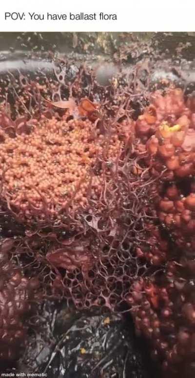 Rip all my frag grenades