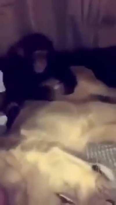 Wunk on wunk violence