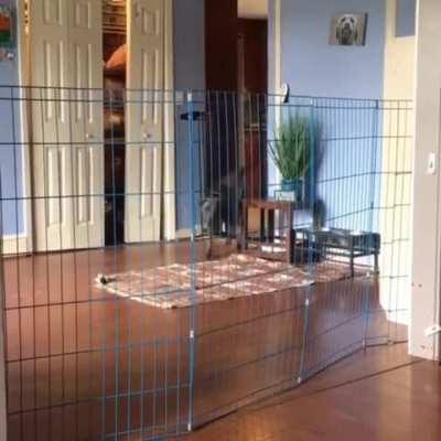 When conventional dog gates aren't working, you have to improvise