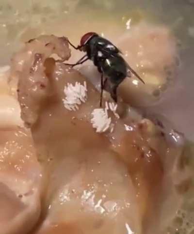 Extra protein😭😭