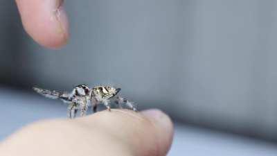 🔥 Penelope the hyllus giganteus wants upsies.