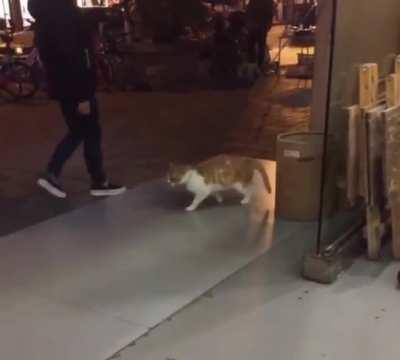 I THINK THIS CAT HAS HAD AN error.exe