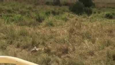Mother Zebra Fights a Lioness to protect Her Foal
