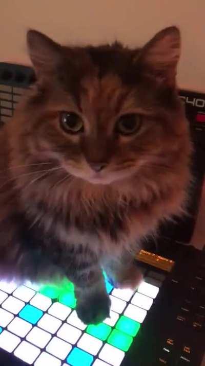 DJ kitty doesn't like high BPM