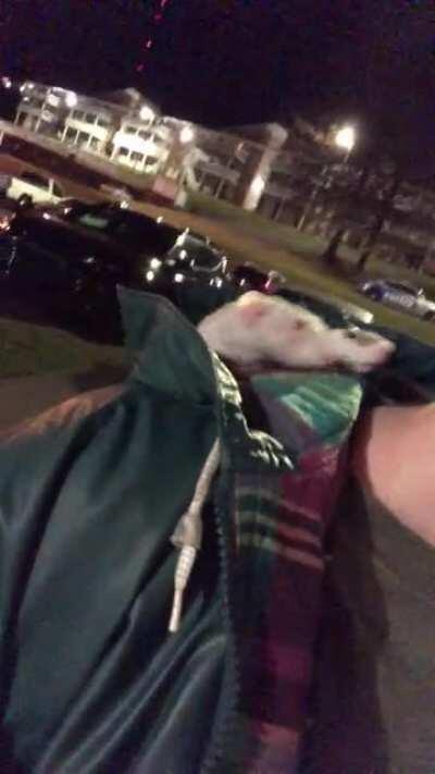 Rats In A Rain Jacket