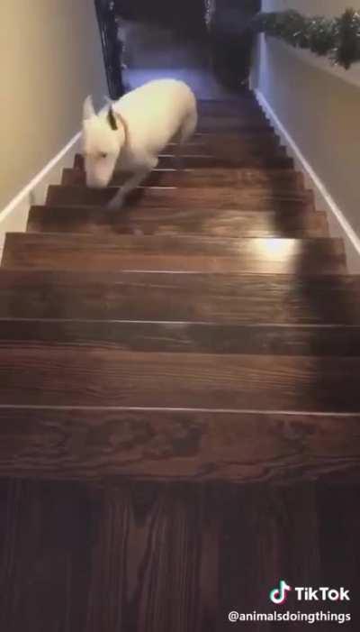 Getting the dog downstairs