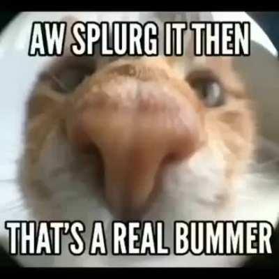 aint no stress on me lord