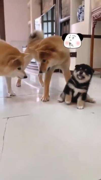 Mommy dog is not very pleased