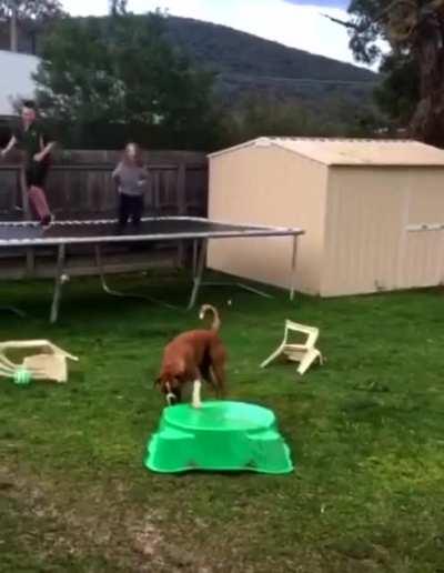 Dog tries to create a trampoline for himself