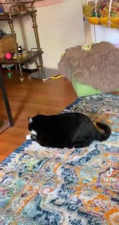 New carpet is infested