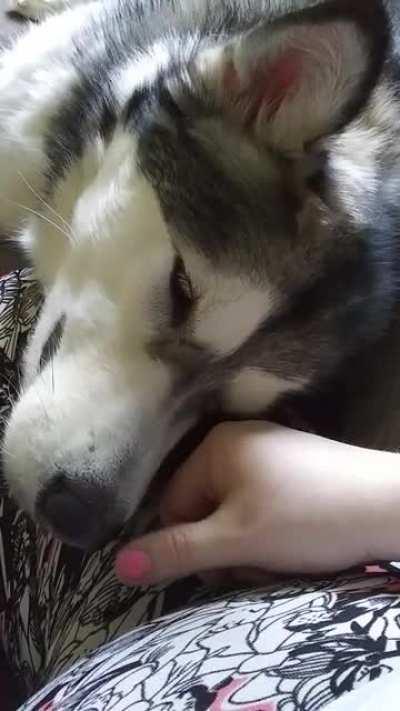 My sweet girl enjoying a fan breeze in the summer heat