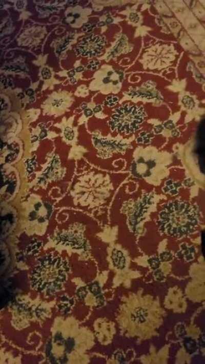 His name is Handsome and he needs constant petting