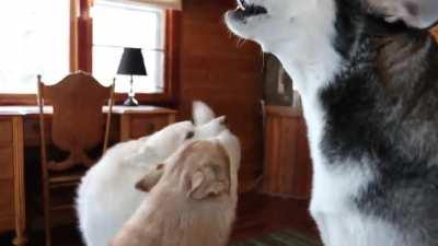 Siberian Huskies Trying to out howl one another