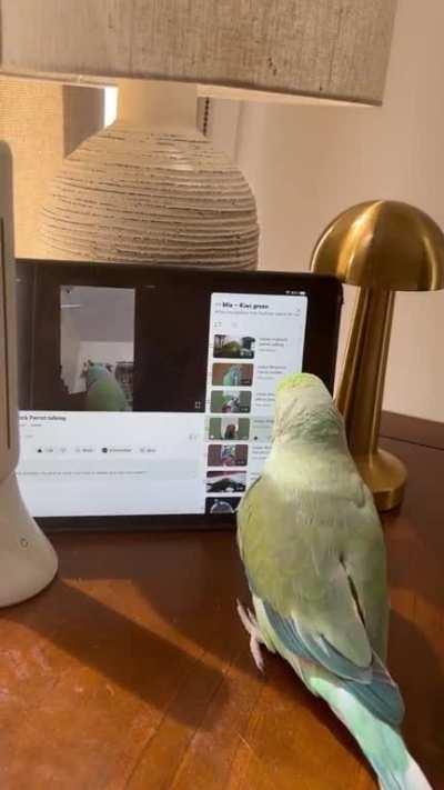 Indian Ringneck navigates Youtube
