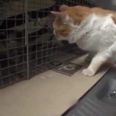 The cat transformation