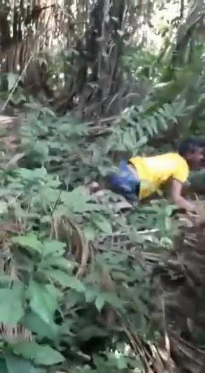 Arara azul do peito amarelo. Saindo do ninho pela primeira vez pra aprender a voar