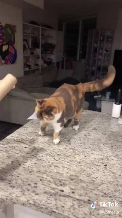 cAt FoRcEs ReSiDeNt tO bEaT HeR tO dEaTh