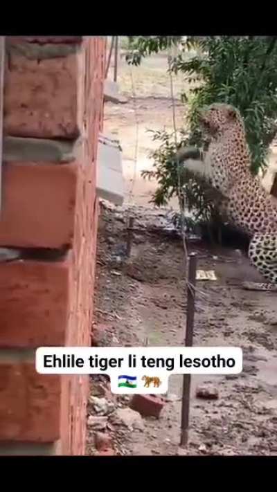 I mean leoparrrr