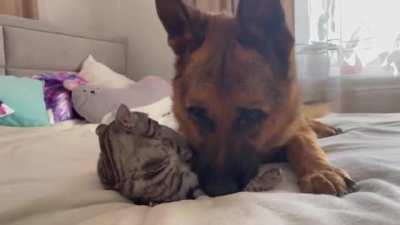 He won't be ignored by the cat