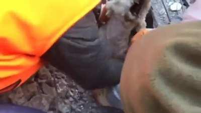 Dog being rescued after being underneath the rubble for 60 hours in İskenderun, Turkey