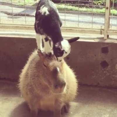 Capybara's are truly the world's chillest animal