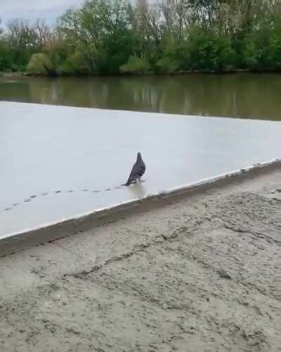 A pigeon leaving its mark