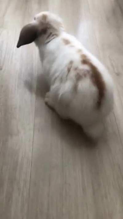 I got my bun 9 months ago at a pet store, found the vid of her first steps outside the small cage she used to live 🥺