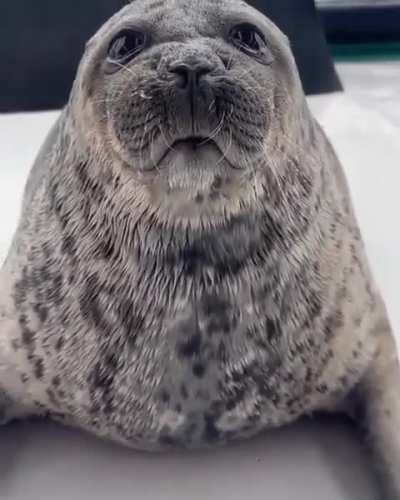 This brave and loyal comrade was just asked if two plus two equals five