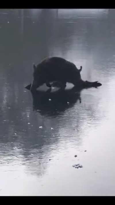 Hawks on their way to arrest Zuma for not pitching up at the Zondo Commission