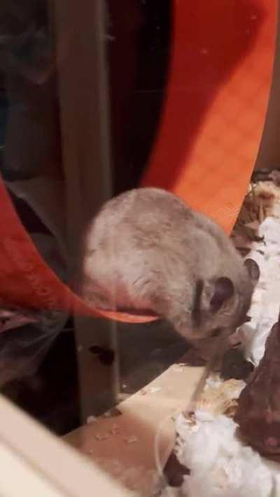 Not once, or twice, but three times 😂💤