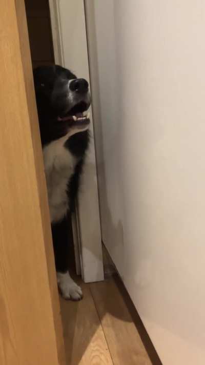 She just doesn’t get doors !