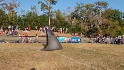 Do any other Shark teams have a fin for a mascot....