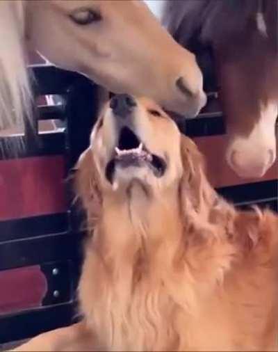 Goldens love any attention