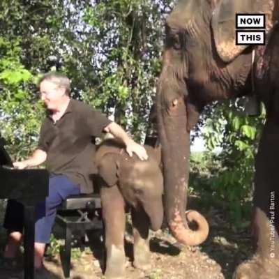 This pianist plays Beethoven for rescue elephants who choose to listen to music versus freely walking away