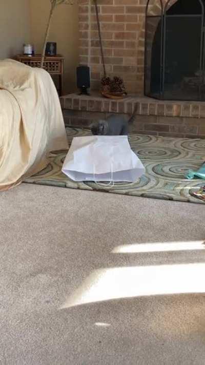 cat messed up, somehow