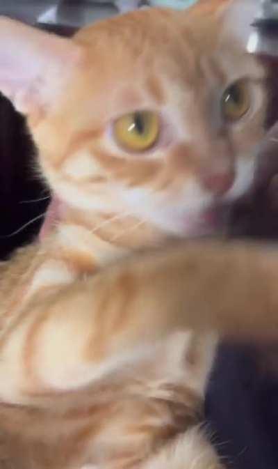 MEOWWWWWwwwwwWWWwWWWWwwwwwwwwWwwwWWWWWW