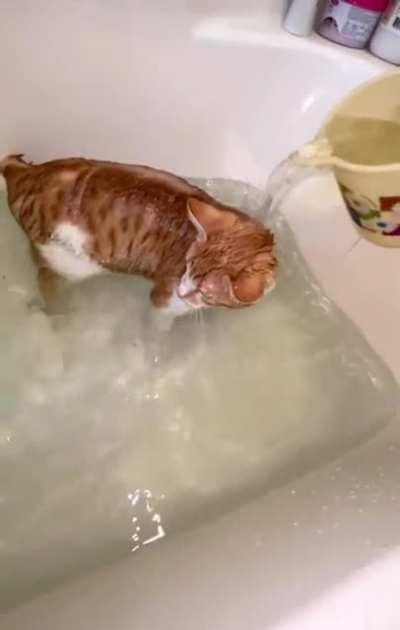 How often do you give your cat a bath?